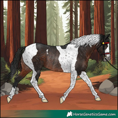 Horse Color:Gray Brown Tobiano Rabicano