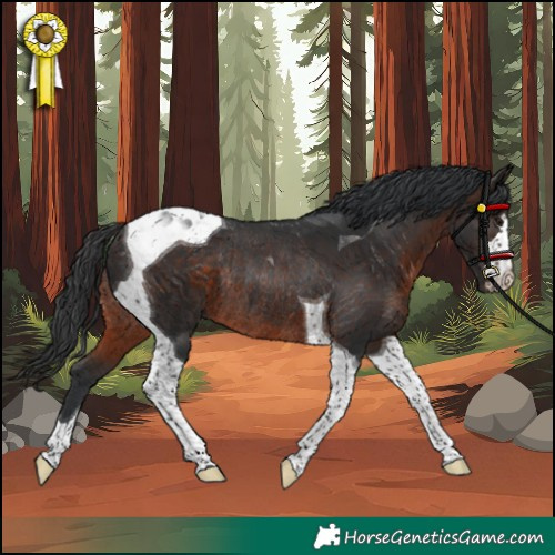Horse Color:Brown Tobiano Rabicano