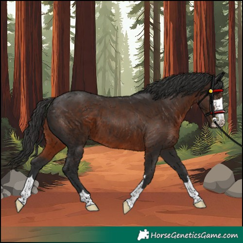 Horse Color:Liver Chestnut