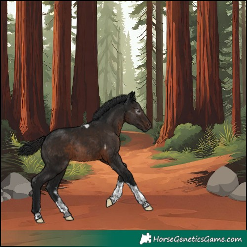 Horse Color:Gray Brown Tobiano Rabicano