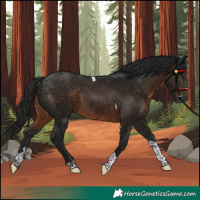Horse Color:Gray Brown Tobiano Rabicano 