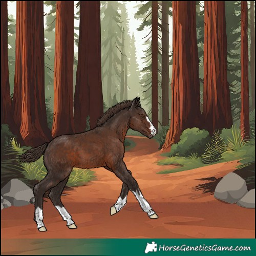 Horse Color:Liver Chestnut