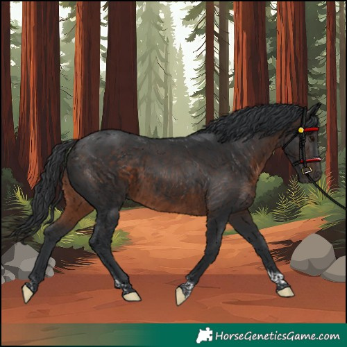 Horse Color:Unknown 