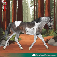 Horse Color:Brown Tobiano Rabicano
