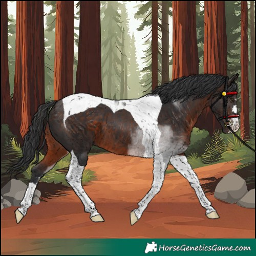 Horse Color:Unknown 