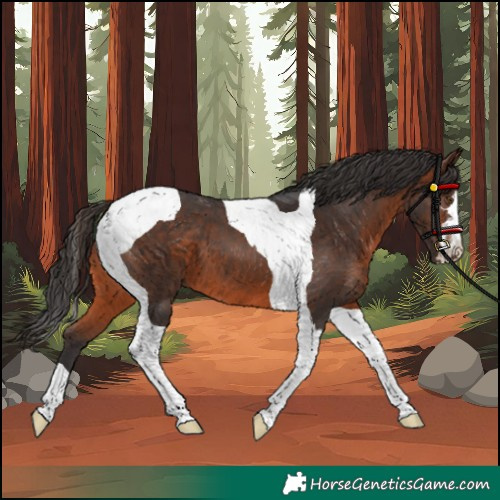 Horse Color:Unknown 