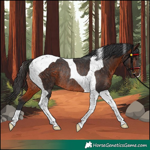 Horse Color:Bay Tobiano Rabicano