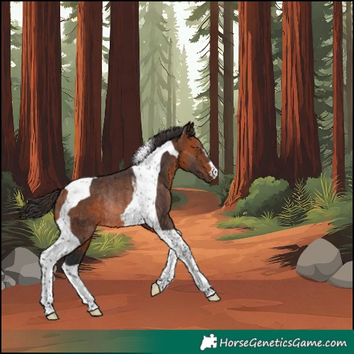 Horse Color:Bay Tobiano Rabicano