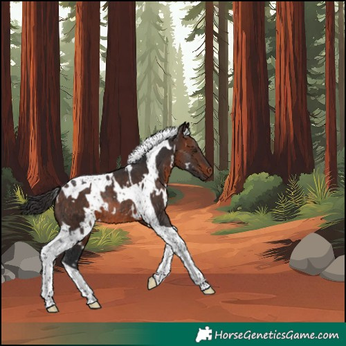 Horse Color:White Spotted Brown Tobiano Rabicano 