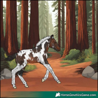 Horse Color:White Spotted Brown Tobiano Rabicano 