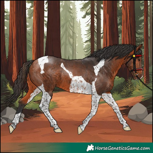 Horse Color:Unknown 