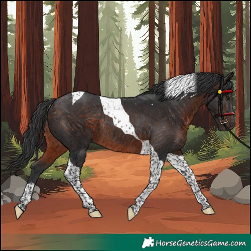 Horse Color:Brown Tobiano Rabicano 