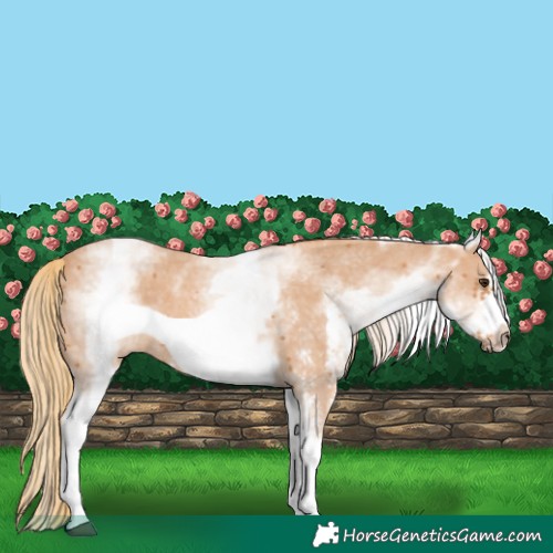 Horse Color:White Spotted Chestnut Sabino Frame 