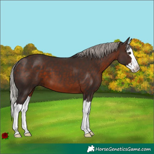 Horse Color:Silver Brown Splash 