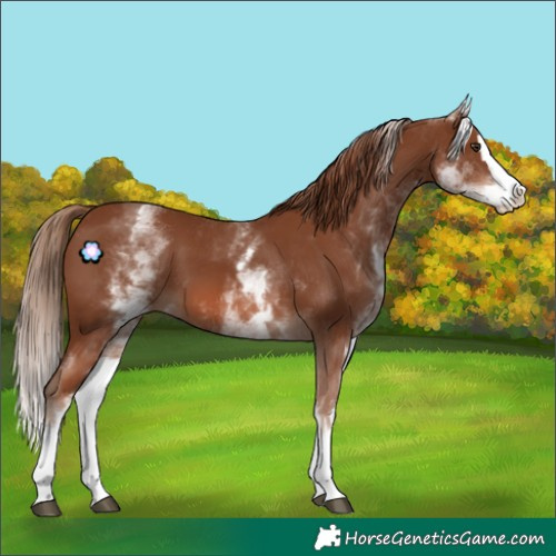 Horse Color:White Spotted Chestnut Splash 