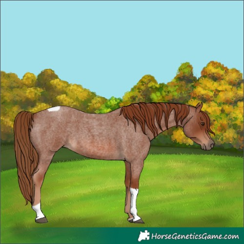 Horse Color:Red Roan Tobiano