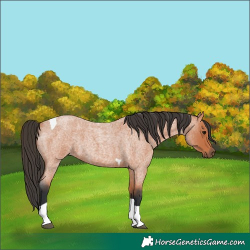 Horse Color:Bay Roan Tobiano