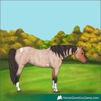 Horse Color:Bay Roan Tobiano 