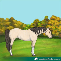 Horse Color:Buckskin Roan Tobiano 