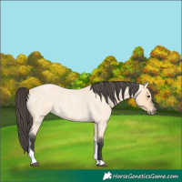 Horse Color:Buckskin Roan Tobiano 