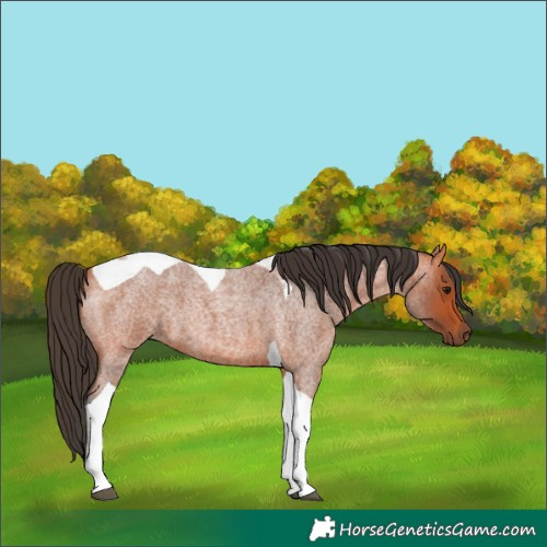 Horse Color:Bay Roan Tobiano