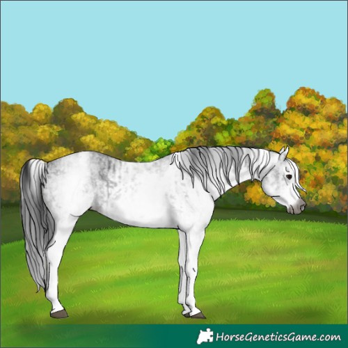 Horse Color:Gray White Spotted Black  and Gray White Spotted Black 
