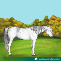 Horse Color:Gray White Spotted Black  and Gray White Spotted Black 