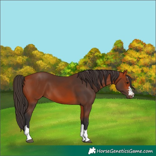 Horse Color:Bay 