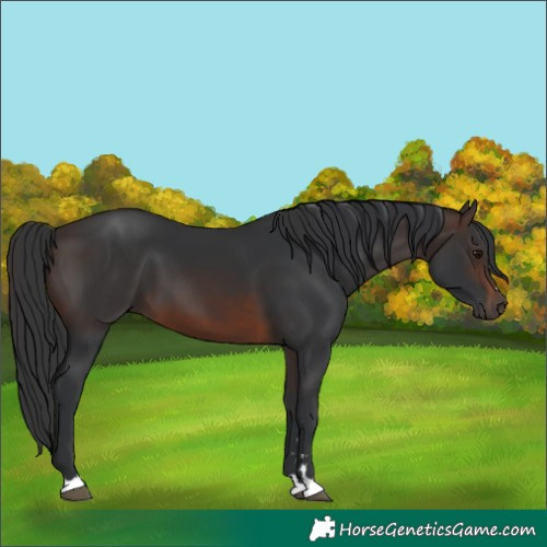 Horse Color:Brown 