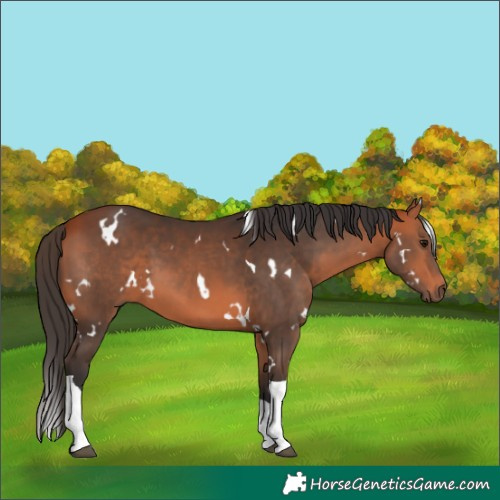 Horse Color:White Spotted Bay Tobiano 