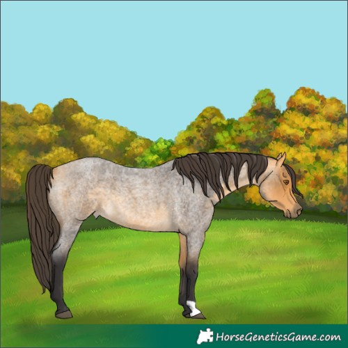Horse Color:Buckskin Roan 