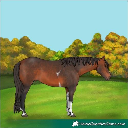 Horse Color:Bay Tobiano 