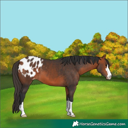 Horse Color:Bay Appaloosa