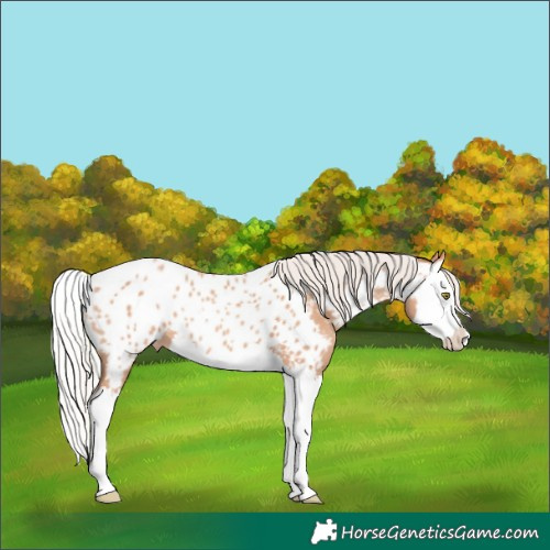 Horse Color:Silver Amber Champagne Splash Appaloosa 