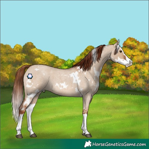 Horse Color:White Spotted Red Dun Roan Splash 