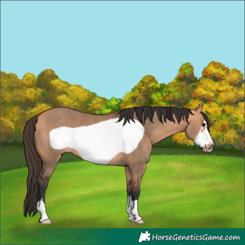 Horse Color:Bay Dun Frame 