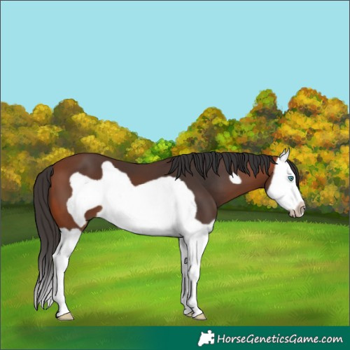 Horse Color:Bay Splash Frame 