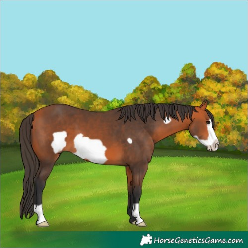 Horse Color:Bay Frame 