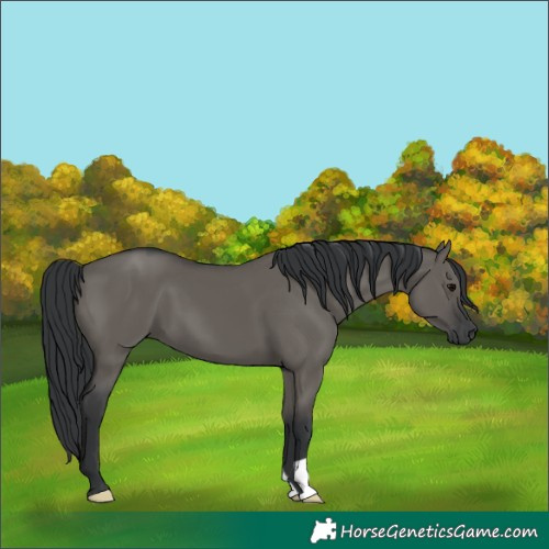 Horse Color:Grullo