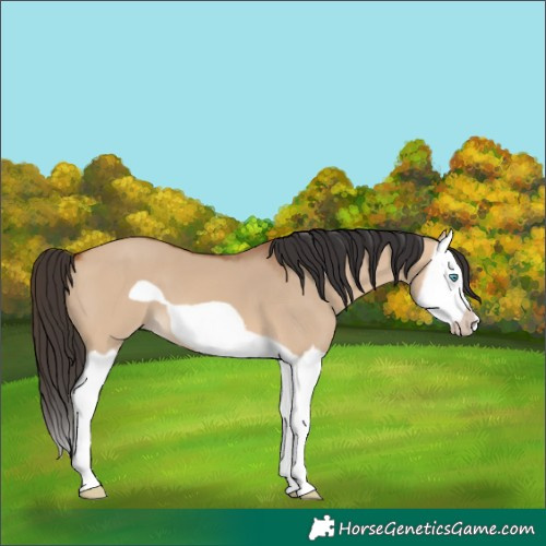 Horse Color:Bay Dun Splash Frame 