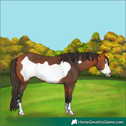Horse Color:Bay Frame 