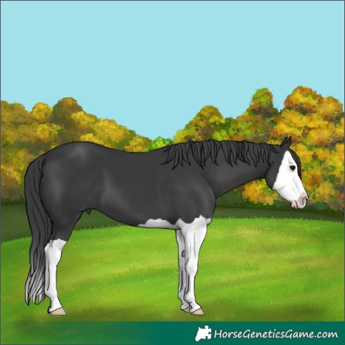 Horse Color:Black Splash 