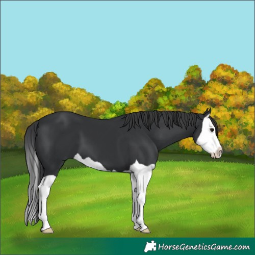 Horse Color:Black Splash 