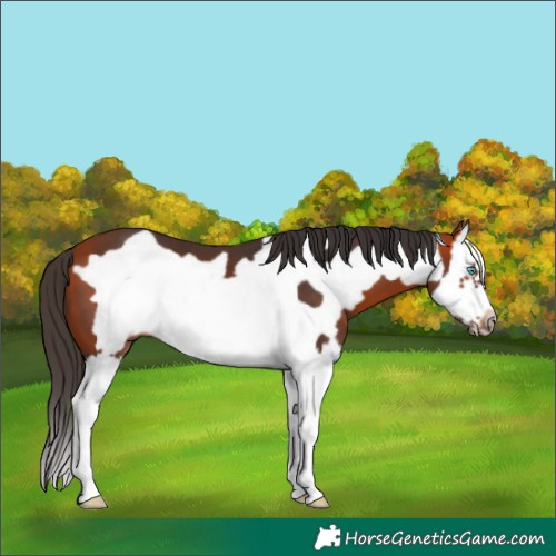 Horse Color:Bay Splash Frame