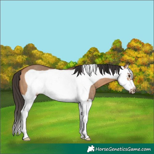 Horse Color:Bay Dun Splash Frame 