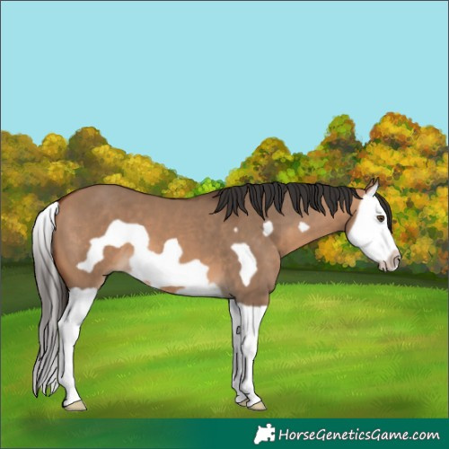 Horse Color:Bay Dun Splash Frame 