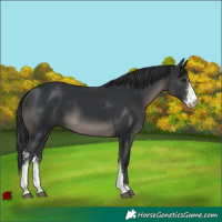 Horse Color:Black Sabino