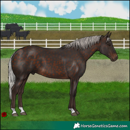 Horse Color:Silver Bay 