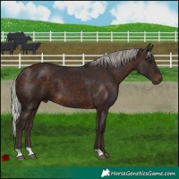 Horse Color:Silver Bay