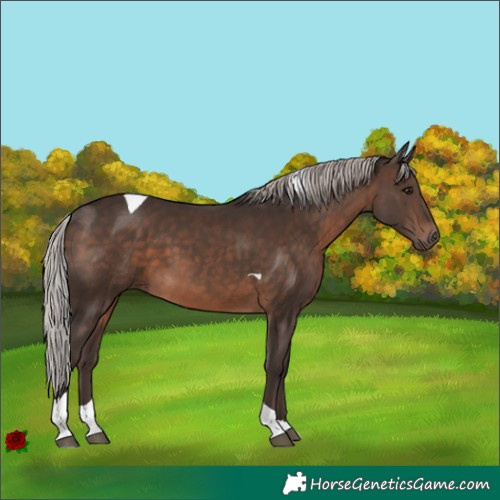 Horse Color:Silver Brown Tobiano 